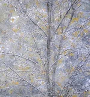 Fresh snow on Japanese maple tree with last of fall colored leaves