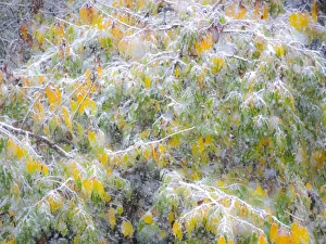 Transition Prints: Fresh snow on Japanese maple tree with last of fall colored leaves