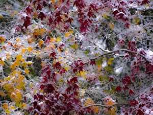 Images Dated 5th November 2017: Fresh snow on Japanese maple tree with last of fall colored leaves