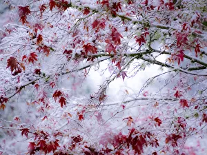 Images Dated 5th November 2017: Fresh snow on Japanese maple tree with last of fall colored leaves