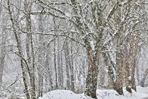Snowing Prints: Fresh snow on Snoqualmie, Washington State