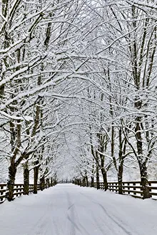 Prints of Fresh snow on tree and fence near, town of Snoqualmie Images Dated 2017 December: Fresh snow on tree and fence near, town of Snoqualmie