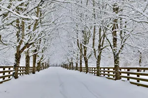 Snowing Prints: Fresh snow on tree and fence near, town of Snoqualmie