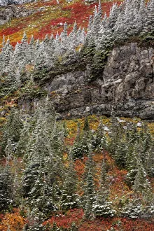 Fresh snowfall on autumn colors in Glacier National Park, Montana, USA