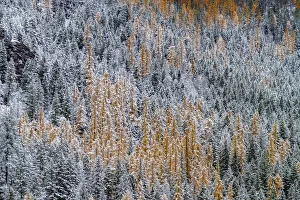 Prints of Fresh snowfall on autumn larch trees on Columbia Mountain in Columbia Falls, Montana, USA Images Dated 2020 May: Fresh snowfall on autumn larch trees on Columbia Mountain in Columbia Falls, Montana, USA
