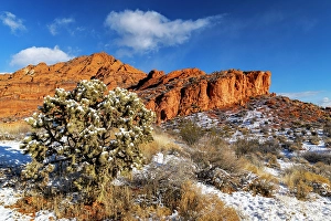 Images Dated 18th January 2024: Fresh snowfall on cholla cactus and reefs in Red Cliffs National Conservation Area near St