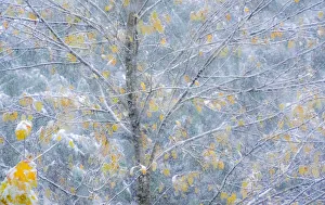 Fresh snowfall on Japanese maple tree with last of fall colored leaves