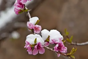 Apple Prints: Fresh spring snowfall coats the red rocks and fruit tree in Zion National Park in Utah