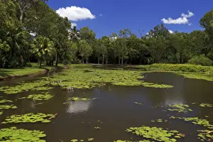 Queensland Prints: The fresh water lake section of of Centenary Lakes adjoining the Botanic Gardens