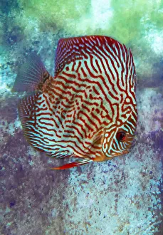 Turquoise Prints: Freshwater tropical discus, blue turquoise discus