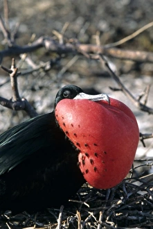 Frigate Prints: Frigate bird Galapagos Islands, Ecuador