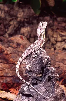 New Guinea Prints: Frilled Lizard (Juvenile) Chlamydosaurus kingii Native to New Guinea