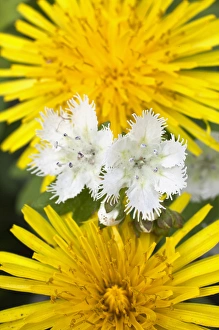 Dandelion Prints: Fringed Phacelia and dandelion flower, Great Smoky Mountains National Park, Tennessee