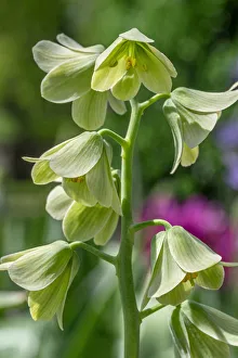 Images Dated 22nd January 2021: Fritillary