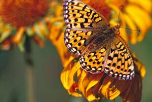 Fritillary butterfly on wildflowers