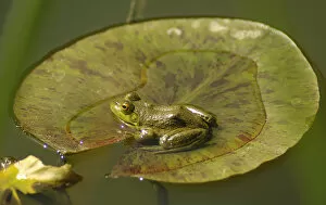 Frog on a lilly pad at a pond in Amador county, California