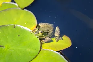 Waiting Prints: Frog on lilypad, USA
