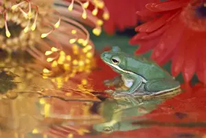 Frog and reflections among flowers. Credit as: Nancy Rotenberg / Jaynes Gallery /