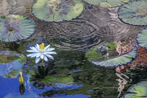 Frog Prints: Frogs among Woods White Knight lilies