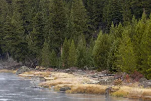 Steam Prints: Frost on autumn colors on bank of Madison River, Yellowstone National Park, Wyoming