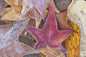 Frost on Autumn Leaves, WA, USA