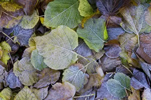 Images Dated 9th December 2006: Frost on autumnal leaves, Gloucestsershire, UK