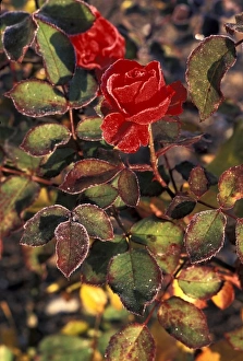Thorn Prints: Frost covered rose