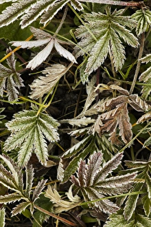 Images Dated 31st January 2016: Frost covered Wild Geranium foliage, Uncompahgre National Forest, Colorado