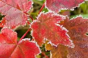 Images Dated 15th October 2009: Frost crystals outlines maple leaves at the Benjamin Farm in Scarborough, Maine