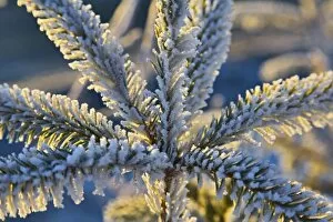 Frost on evergreen tree, Homer, Alaska