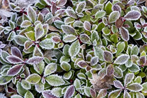 Prints of Frost rim on barberry leaves Images Dated 2017 December: Frost rim on barberry leaves