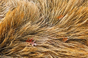 Wetlands Prints: Frost on salt marsh grasses in Rye, New Hampshire. Fall