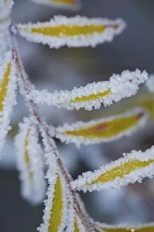Frost on Spirea Plant in our garden in late Fall, Sammamish Washington
