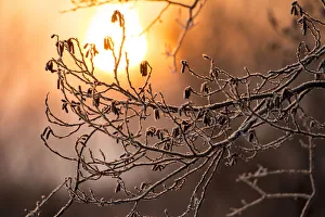 Images Dated 23rd February 2016: Frost on trees on rivers edge, Hokkaido, Japan