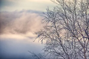 Cloudy Prints: Frosted alder tree in winter