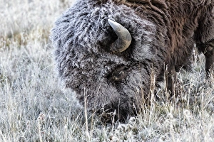 Images Dated 14th October 2017: Frosted Bison grazing Yellowstone National Park, Montana / Wyoming