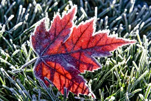 Lighting Prints: Frosted Flame Maple, Bend, Oregon