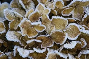 Images Dated 16th December 2005: Frosted Hydrangea flower dried over the winter in our garden, Sammmamish Washington