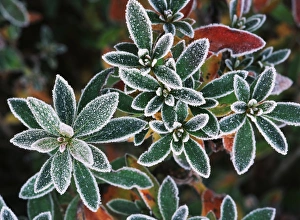 Focus On Foreground Prints: Frosted leaves, close-up