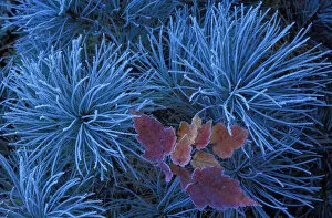 Images Dated 10th August 2004: Frosty Maple Seedling; In a Frosty Pine Tree; Wetmore, MICHIGAN