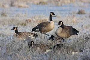Frosty Morning, Cackling Canada Geese