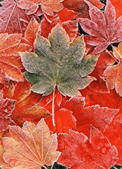 Large Group Of Objects Prints: Frozen autumn leaves, close-up