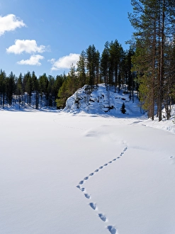 Deep Prints: Frozen lake near Myllykoski. Winter in the Oulanka National Park in Finnish Lapland