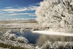 Frozen Pond and Hoar Frost on Willow Tree, near Omakau, and Hawkdun Ranges, Central Otago