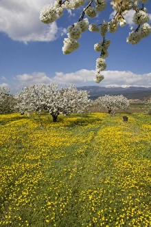 Images Dated 12th April 2006: Fruit blossoms, snow capped Mont Ventoux, Vaucluse, Provence, France