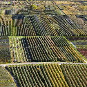 Images Dated 13th November 2015: Fruit growing and viniculture in South Tyrol - Alto Adige. europe, central europe