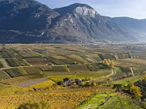 South Tyrol Prints: Fruit growing and viniculture in South Tyrol - Alto Adige. europe, central europe