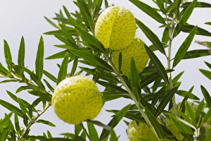 Indonesian Prints: Fruit near Tengger Semeru National Park, East Java, Indonesia