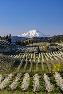 Hood River Prints: Fruit orchards in full bloom with Mount Adams in Hood River, Oregon, USA