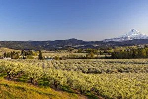 Images Dated 2021 April: Fruit orchards in full bloom with Mount Hood in Hood River, Oregon, USA